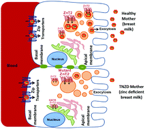 Graphical abstract: The role of the zinc transporter SLC30A2/ZnT2 in transient neonatal zinc deficiency