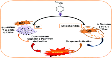 Graphical abstract: Phenylarsine oxide (PAO) induces apoptosis in HepG2 cells via ROS-mediated mitochondria and ER-stress dependent signaling pathways