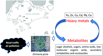 Graphical abstract: Correlations in the elemental and metabolic profiles of the lichen Dirinaria picta after road traffic exposure