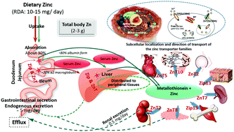 Graphical abstract: Zinc supplementation mitigates its dyshomeostasis in experimental diabetic rats by regulating the expression of zinc transporters and metallothionein