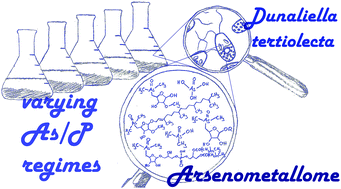 Graphical abstract: Arsenolipid biosynthesis by the unicellular alga Dunaliella tertiolecta is influenced by As/P ratio in culture experiments