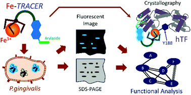 Graphical abstract: Tracking iron-associated proteomes in pathogens by a fluorescence approach