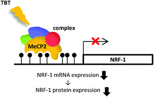 Graphical abstract: Tributyltin induces epigenetic changes and decreases the expression of nuclear respiratory factor-1