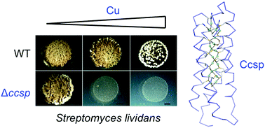 Graphical abstract: A cytosolic copper storage protein provides a second level of copper tolerance in Streptomyces lividans