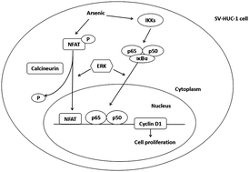 Graphical abstract: Arsenite increases Cyclin D1 expression through coordinated regulation of the Ca2+/NFAT2 and NF-κB pathways via ERK/MAPK in a human uroepithelial cell line