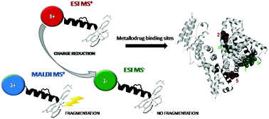 Graphical abstract: Positive and negative nano-electrospray mass spectrometry of ruthenated serum albumin supported by docking studies: an integrated approach towards defining metallodrug binding sites on proteins