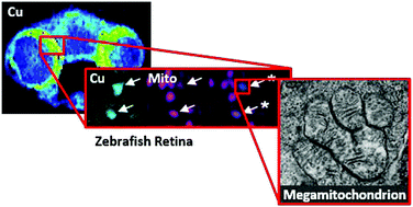 Graphical abstract: Multimodal LA-ICP-MS and nanoSIMS imaging enables copper mapping within photoreceptor megamitochondria in a zebrafish model of Menkes disease