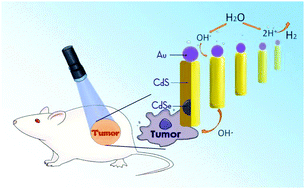 Graphical abstract: A metal–semiconductor nanocomposite as an efficient oxygen-independent photosensitizer for photodynamic tumor therapy