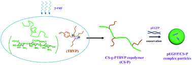 Graphical abstract: Chitosan modified by γ-ray-induced grafting of poly(tributyl-(4-vinylbenzyl)phosphonium) as a biosafe and high-efficiency gene carrier