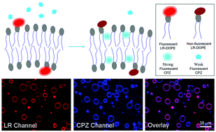 Graphical abstract: Fluorescence studies on the interaction between chlorpromazine and model cell membranes