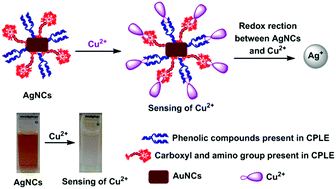 Graphical abstract: Size and shape regulated synthesis of silver nanocapsules for highly selective and sensitive ultralow bivalent copper ion sensor application