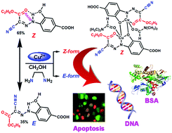 Graphical abstract: DNA and BSA binding and cytotoxic properties of copper(ii) and iron(iii) complexes with arylhydrazone of ethyl 2-cyanoacetate or formazan ligands
