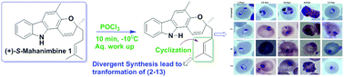 Graphical abstract: POCl3-mediated cyclization of (+)-S-mahanimbine led to the divergent synthesis of natural product derivatives with antiplasmodial activity