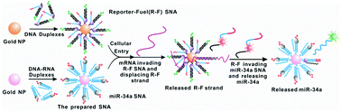 Graphical abstract: Delivery and release of microRNA-34a into MCF-7 breast cancer cells using spherical nucleic acid nanocarriers