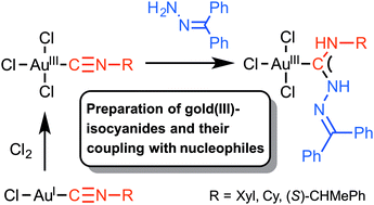 Graphical abstract: Addition of N-nucleophiles to gold(iii)-bound isocyanides leading to short-lived gold(iii) acyclic diaminocarbene complexes