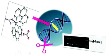 Graphical abstract: De novo design of a hydrolytic DNA cleavage agent, mono nitratobis(phen)cobalt(ii) aqua nitrate complex