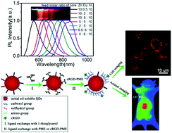 Graphical abstract: Organic-to-aqueous phase transfer of Zn–Cu–In–Se/ZnS quantum dots with multifunctional multidentate polymer ligands for biomedical optical imaging