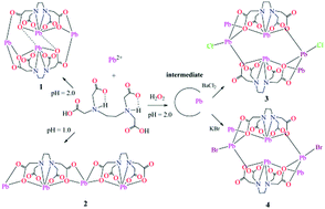 Graphical abstract: Halide assisted formation of polymeric ethylenediaminetetraacetato lead(ii) complexes