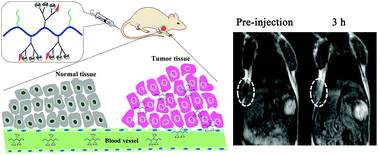 Graphical abstract: PEGylated chitosan grafted with polyamidoamine-dendron as tumor-targeted magnetic resonance imaging contrast agent