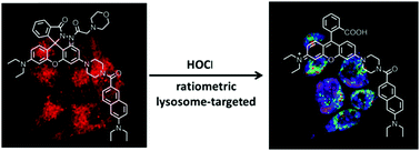 Graphical abstract: A fluorescent probe for ratiometric imaging of exogenous and intracellular formed hypochlorous acid in lysosomes