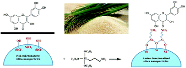 Graphical abstract: Adsorption kinetics and isotherms of bioactive antioxidant quercetin onto amino-functionalized silica nanoparticles in aqueous ethanol solutions