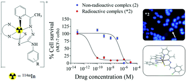Graphical abstract: Neutron activation of In(iii) complexes with thiosemicarbazones leads to the production of potential radiopharmaceuticals for the treatment of breast cancer