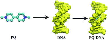 Graphical abstract: Exploring the binding mechanism of paraquat to DNA by a combination of spectroscopic, cellular uptake, molecular docking and molecular dynamics simulation methods
