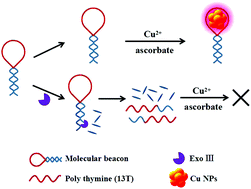 Graphical abstract: A novel label-free fluorescent molecular beacon for the detection of 3′–5′ exonuclease enzymatic activity using DNA-templated copper nanoclusters