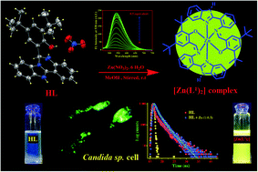 Graphical abstract: A new turn-on benzimidazole-based greenish-yellow fluorescent sensor for Zn2+ ions at biological pH applicable in cell imaging