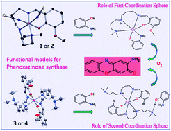 Graphical abstract: Influence of the first and second coordination spheres on the diverse phenoxazinone synthase activity of cobalt complexes derived from a tetradentate Schiff base ligand