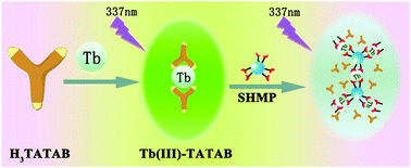Graphical abstract: A simple and sensitive spectrofluorimetric method for the determination of sodium hexametaphosphate based on the Tb(iii)–TATAB complex