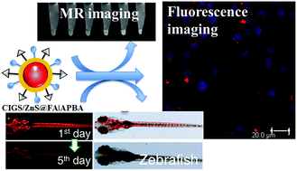 Graphical abstract: Aqueous synthesis of dual-targeting Gd-doped CuInS2/ZnS quantum dots for cancer-specific bi-modal imaging