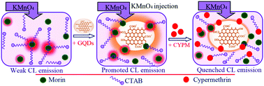 Graphical abstract: A graphene quantum dot-assisted morin–KMnO4 chemiluminescence system for the precise recognition of cypermethrin