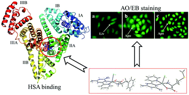Graphical abstract: Synthesis, crystal structures, molecular docking and in vitro cytotoxicity studies of two new copper(ii) complexes: special emphasis on their binding to HSA