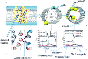 Graphical abstract: Inner surface modification of 1.76 nm diameter (13,13) carbon nanotubes and the desalination behavior of its reverse osmosis membrane