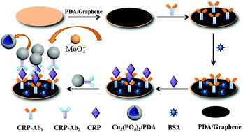 Graphical abstract: Redox active molybdophosphate produced by Cu3(PO4)2 nanospheres for enhancing enzyme-free electrochemical immunoassay of C-reactive protein