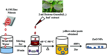Graphical abstract: Synthesis of ZnO nanoparticles using leaf extract of Tectona grandis (L.) and their anti-bacterial, anti-arthritic, anti-oxidant and in vitro cytotoxicity activities