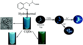 Graphical abstract: Fluorescent carbon quantum dots chemosensor for selective turn-on sensing of Zn2+ and turn-off sensing of Pb2+ in aqueous medium and zebrafish eggs