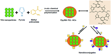 Graphical abstract: A polypyrrole–methyl anthranilate functionalized worm-like titanium dioxide nanocomposite as an innovative tool for immobilization of lipase: preparation, activity, stability and molecular docking investigations