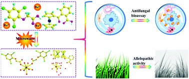 Graphical abstract: Facile synthesis, crystal structure and bioactivity evaluation of two novel barium complexes based on 2,4,6-trichlorophenoxyacetic acid and o-ferrocenylcarbonyl benzoic acid