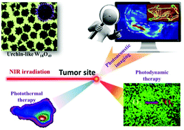 Graphical abstract: Urchin-like tungsten suboxide for photoacoustic imaging-guided photothermal and photodynamic cancer combination therapy