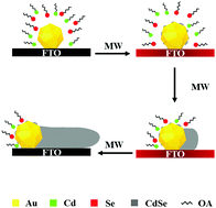 Graphical abstract: Microwave activated gold nanoparticles for catalytic growth of monocrystal CdSe nanowires in solution
