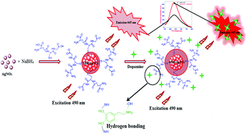 Graphical abstract: Highly selective and sensitive biosensing of dopamine based on glutathione coated silver nanoclusters enhanced fluorescence