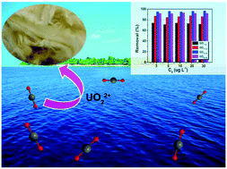 Graphical abstract: Efficient removal of uranium(vi) from simulated seawater with hyperbranched polyethylenimine (HPEI)-functionalized polyacrylonitrile fibers