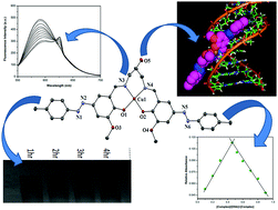 Graphical abstract: Syntheses, crystal structures, DNA binding, DNA cleavage, molecular docking and DFT study of Cu(ii) complexes involving N2O4 donor azo Schiff base ligands