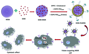 Graphical abstract: Mesoporous lipid-silica nanohybrids for folate-targeted drug-resistant ovarian cancer