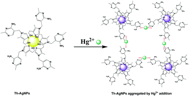 Graphical abstract: Thiamine-functionalized silver nanoparticles for the highly selective and sensitive colorimetric detection of Hg2+ ions