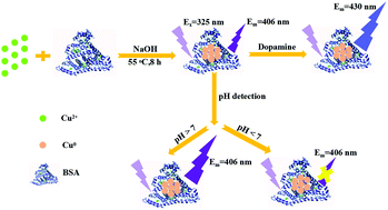 Graphical abstract: BSA capped bi-functional fluorescent Cu nanoclusters as pH sensor and selective detection of dopamine