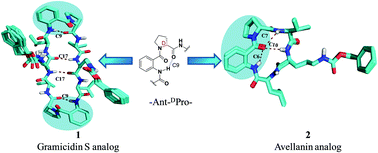 Graphical abstract: Conformational studies of Ant–Pro motif-incorporated cyclic peptides: gramicidin S and avellanin