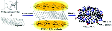 Graphical abstract: Naked Au nanoparticles monodispersed onto multifunctional cellulose nanocrystal–graphene hybrid sheets: towards efficient and sustainable heterogeneous catalysts